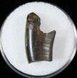 Partial Tyrannosaur Tooth - Montana #14788-1